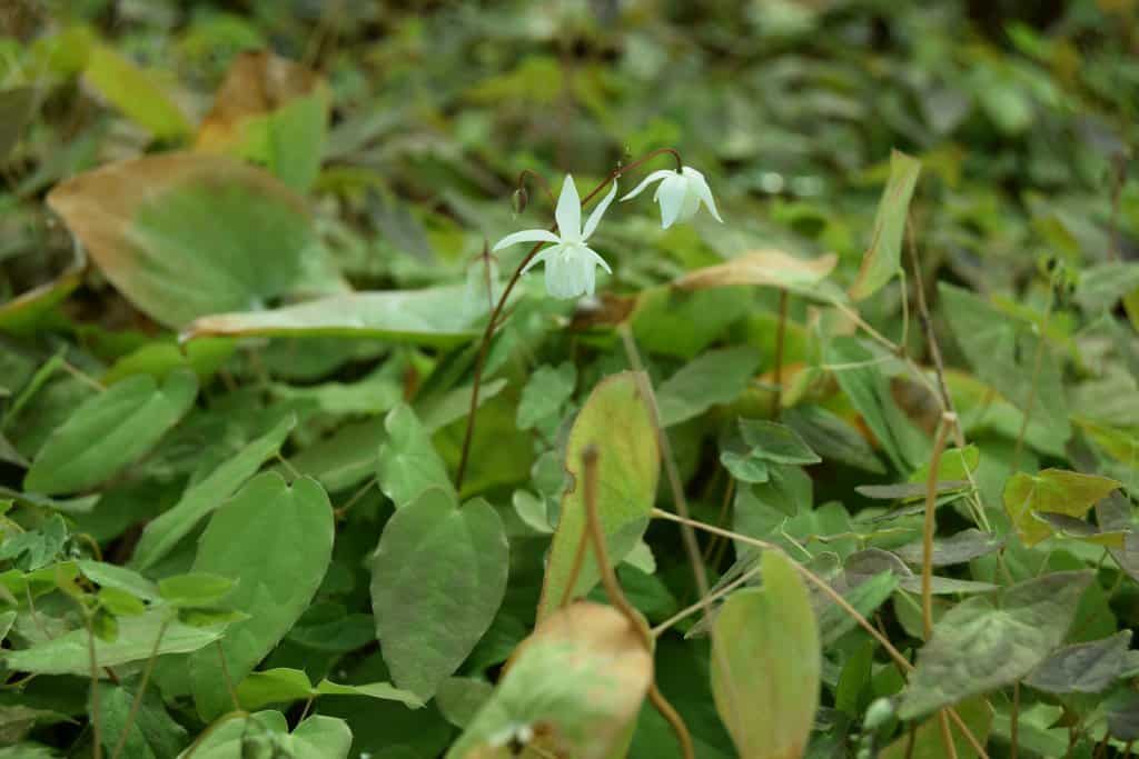 Epimedium x youngianum 'Niveum' ---